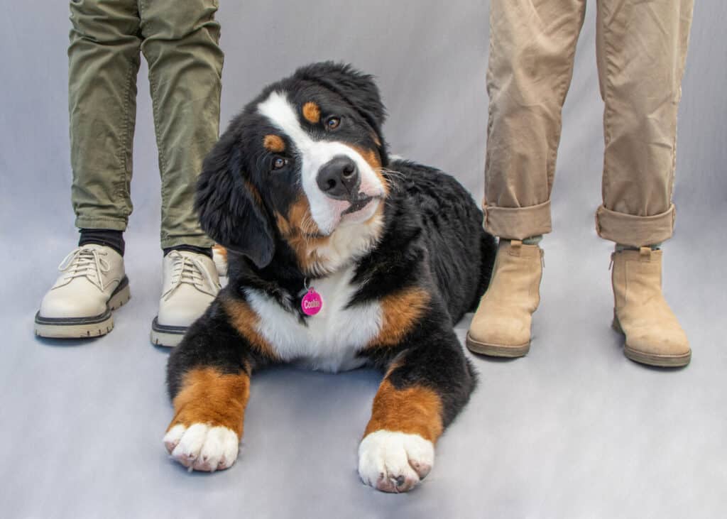 Bernese Mountain Dog Puppies: Pictures, Adoption Tips, and More!