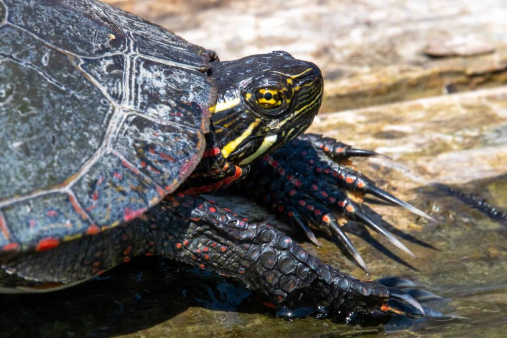 The 12 Turtles of Ohio: See the Rarest to Most Common