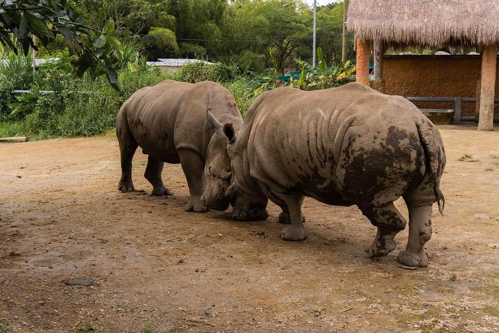 Male vs Female Rhinos: 7 Key Differences