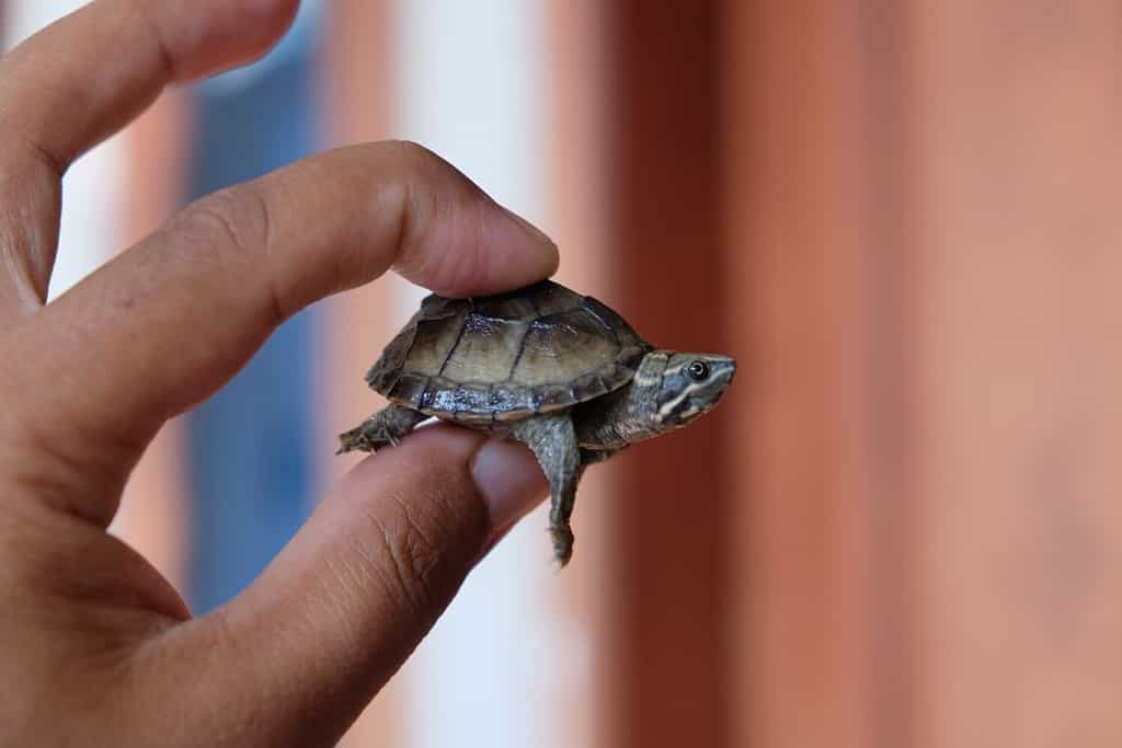 The 12 Turtles of Ohio: See the Rarest to Most Common