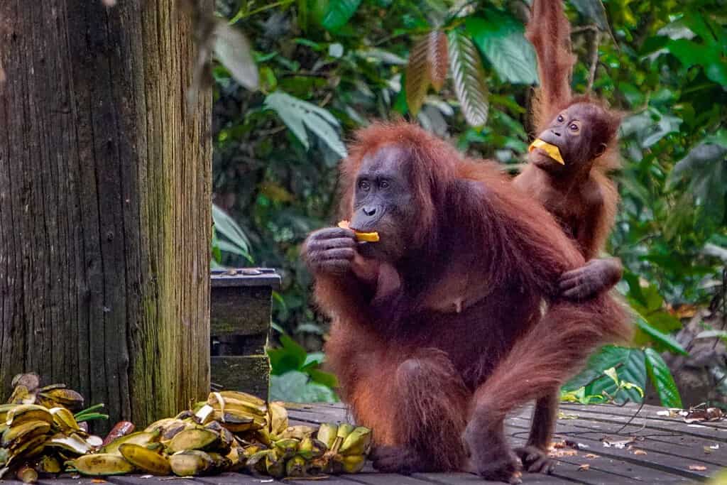 Are Orangutans Endangered and How Many Are Left In the World?