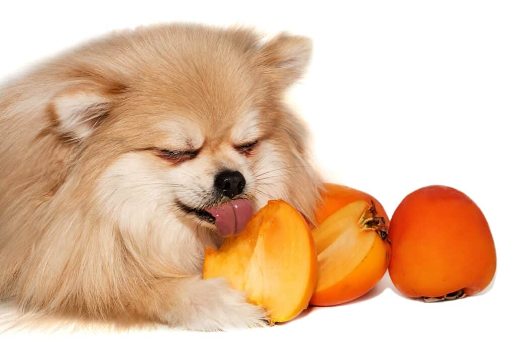 Training Your Pomeranian: Best Tips, Common Mistakes, and More!