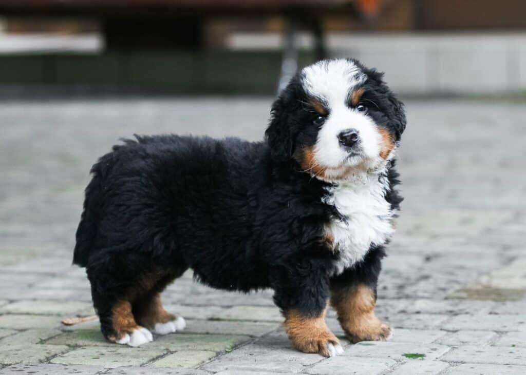 Bernese Mountain Dog Puppies: Pictures, Adoption Tips, and More!