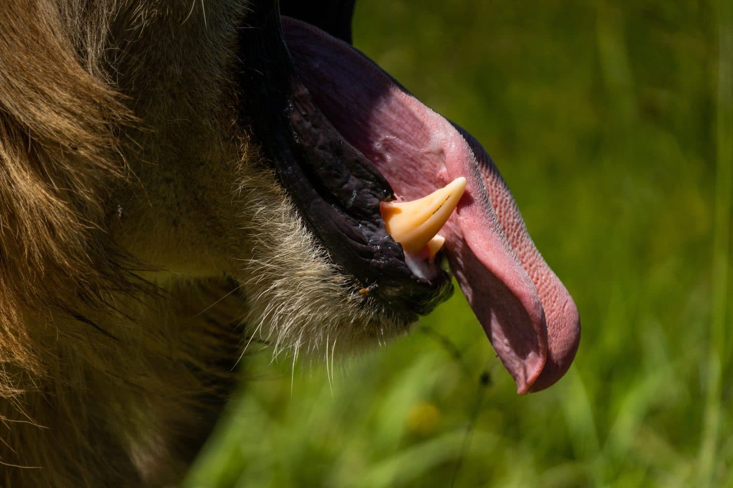 7 Incredible Features of a Lion's Tongue