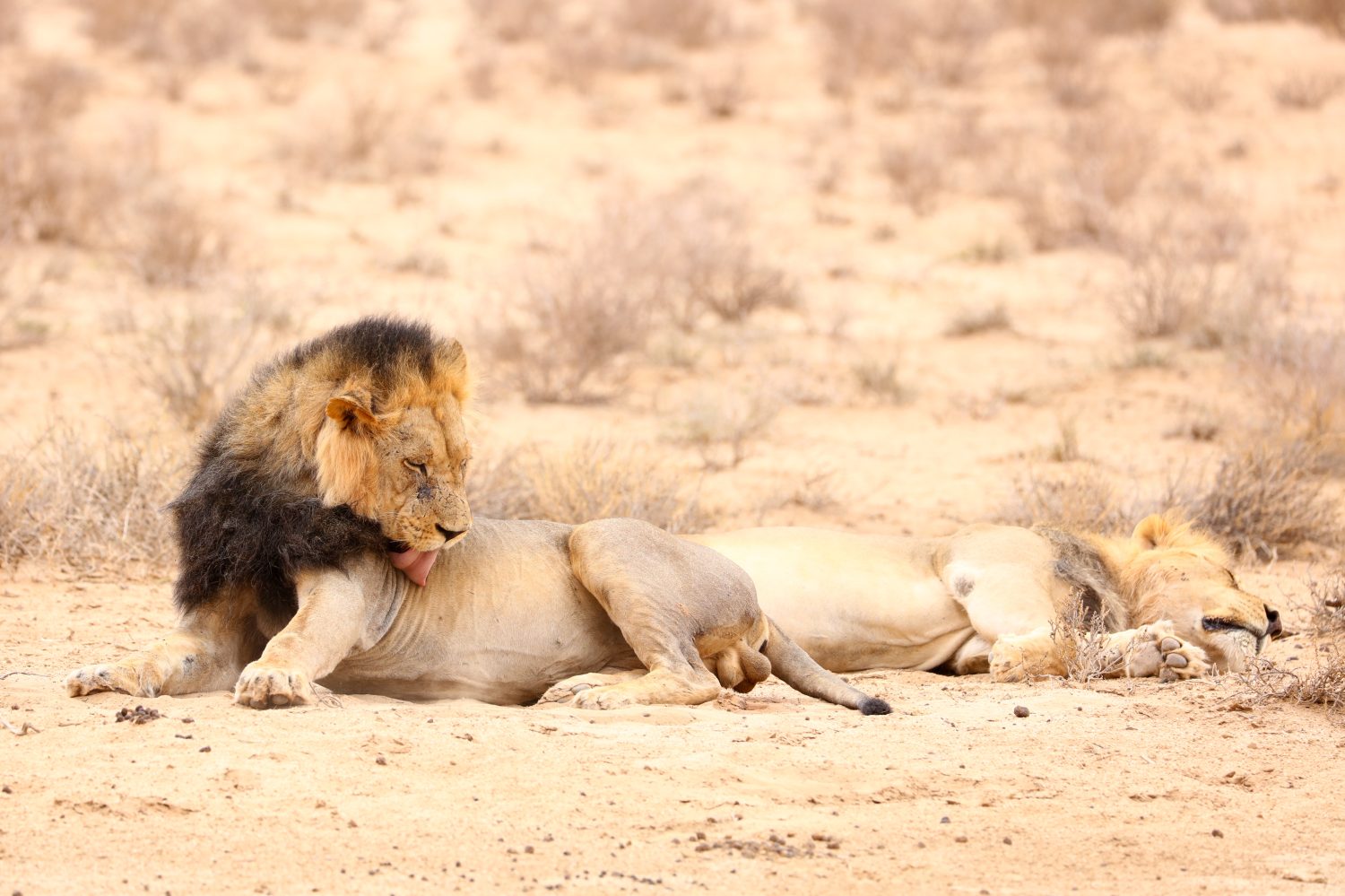 7 Incredible Features of a Lion's Tongue