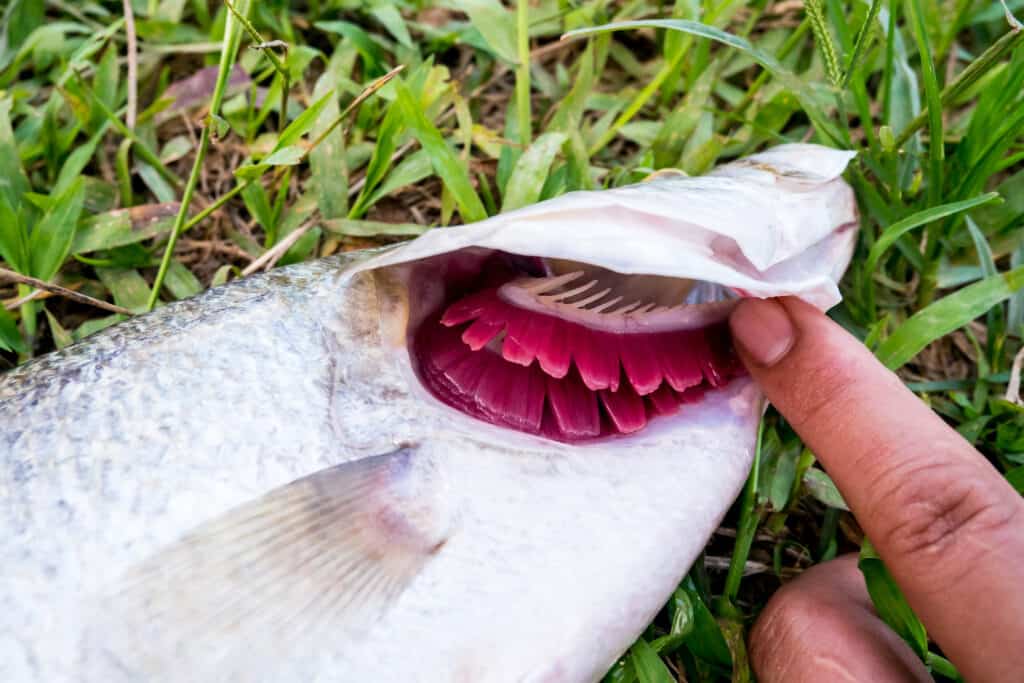 You Have to See It to Believe It... This Fish Can Walk Across the Desert