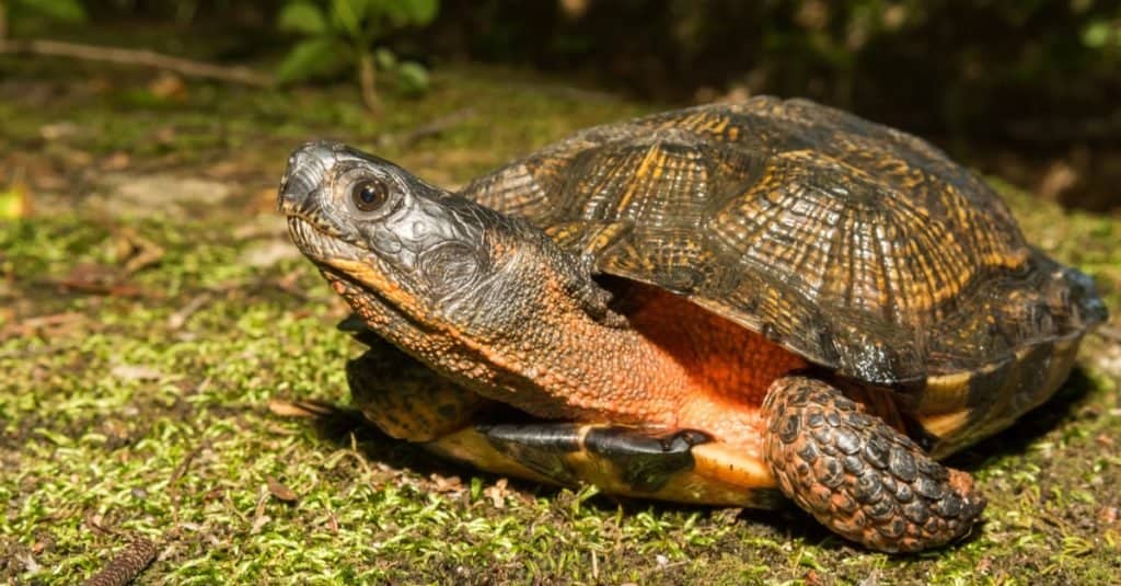 The 12 Turtles of Ohio: See the Rarest to Most Common