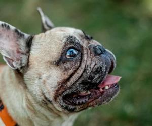 9 Dogs That Look Like Pugs (Which Ones Make Great Pets)