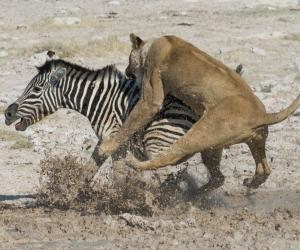 See the Incredible Moment a Zebra Escapes From a Lion’s Jaws