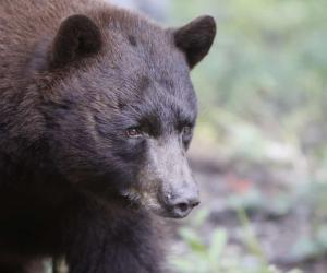 6 Places You're Most Likely to Encounter a Bear in New Mexico This Winter