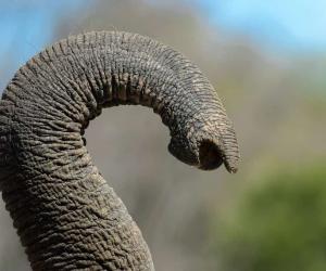 Ouch! See a Croc Grab Hold of an Elephant’s Trunk