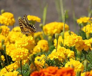 January Birth Flower: Symbolism and Meaning of Carnations