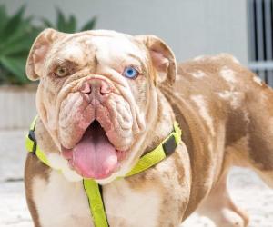 Can Bulldogs Swim? 3 Important Precautions to Take