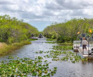 Alligators in Fort Lauderdale: 3 Spots You're Most Likely See Them