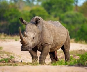 Male vs Female Rhinos: 7 Key Differences