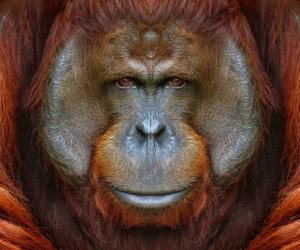 Are Orangutans Endangered and How Many Are Left In the World?