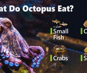 Watch This Hungry Octopus Change Color as It Dreams About Eating a Crab