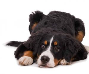 Bernese Mountain Dog Puppies: Pictures, Adoption Tips, and More!