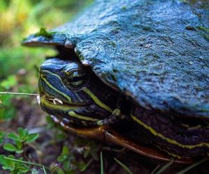 The 12 Turtles of Ohio: See the Rarest to Most Common