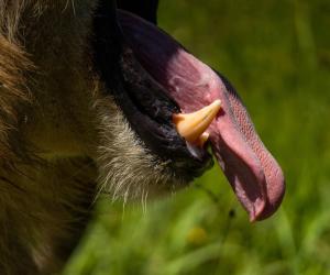 7 Incredible Features of a Lion's Tongue