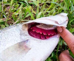 You Have to See It to Believe It... This Fish Can Walk Across the Desert