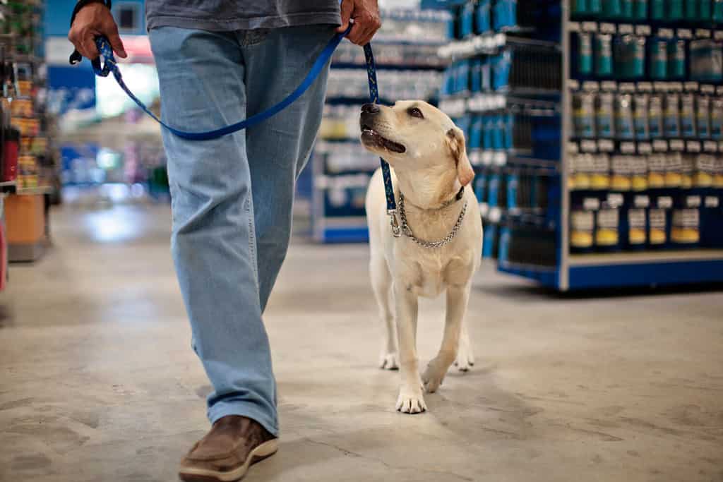 Are Dogs Allowed In Bass Pro Shops? 3 Important Rules to Know