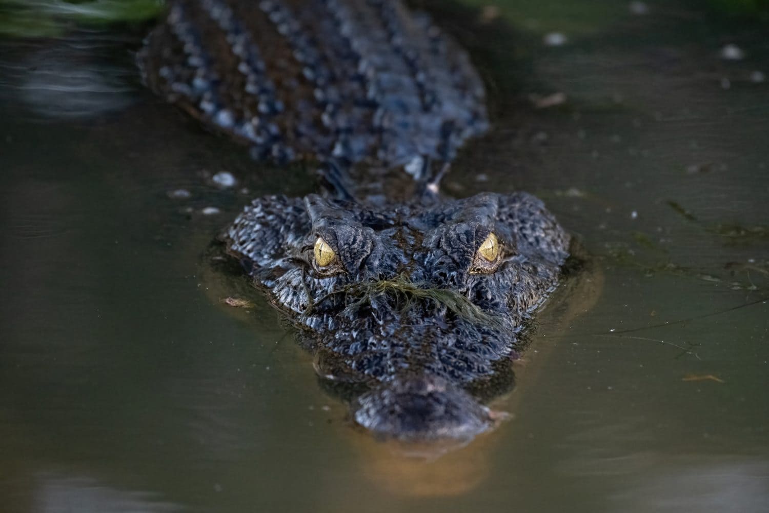 This Saltwater Crocodile Is The Master of Disguise... And Will Haunt Your Dreams