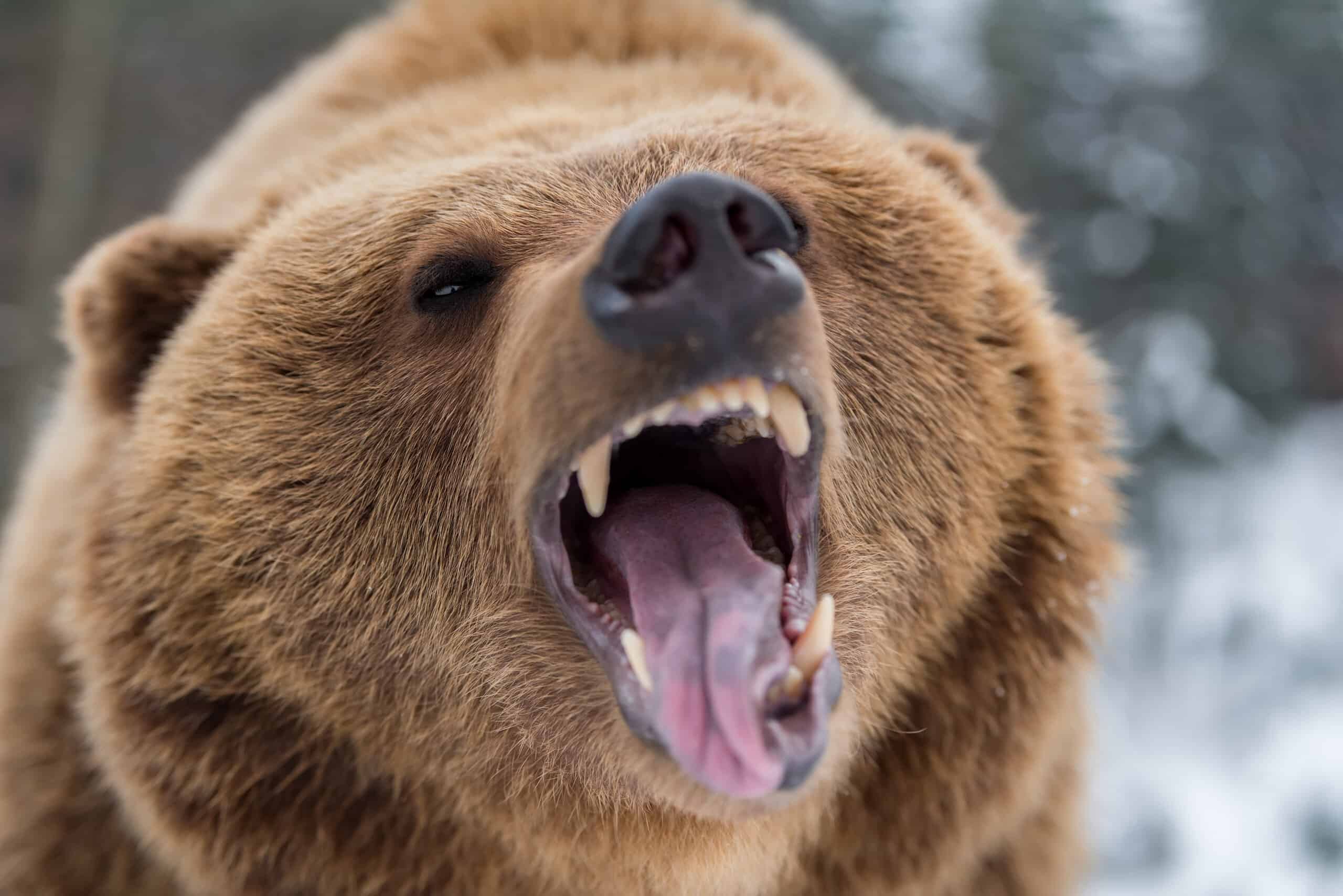 Watch How Terrifying It Is to Be Chased Through the Woods by a Bear!