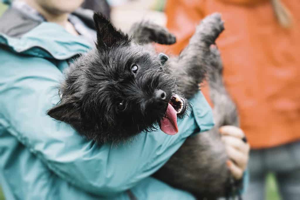 Cairn Terrier Lifespan: Average Life Expectancy and More!