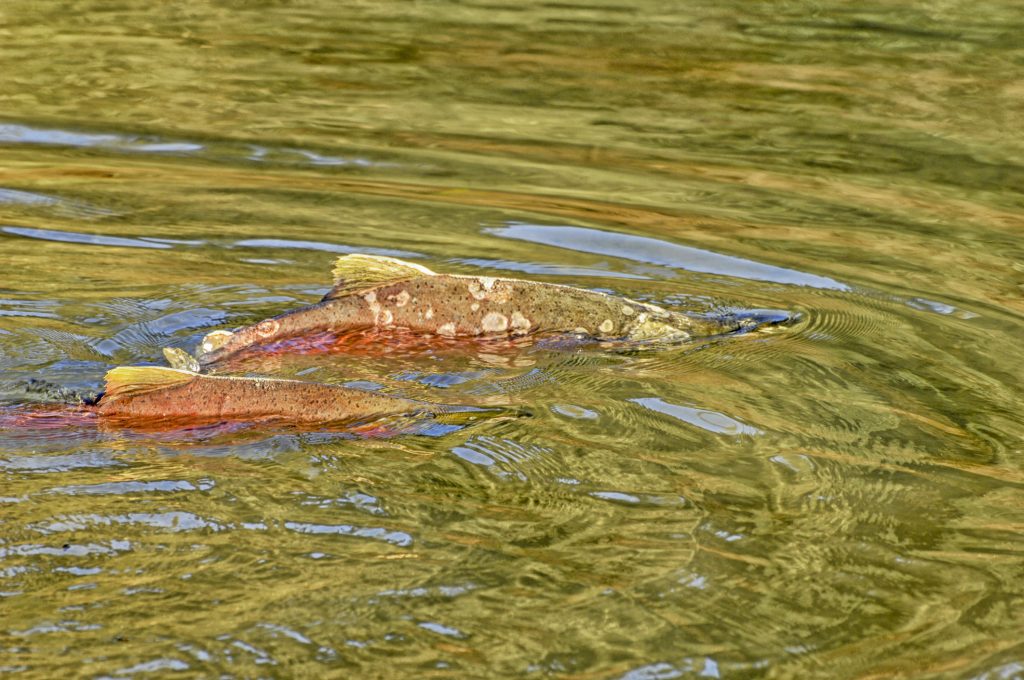 What Is a Zombie Salmon? What They Are and Where They Live Explained