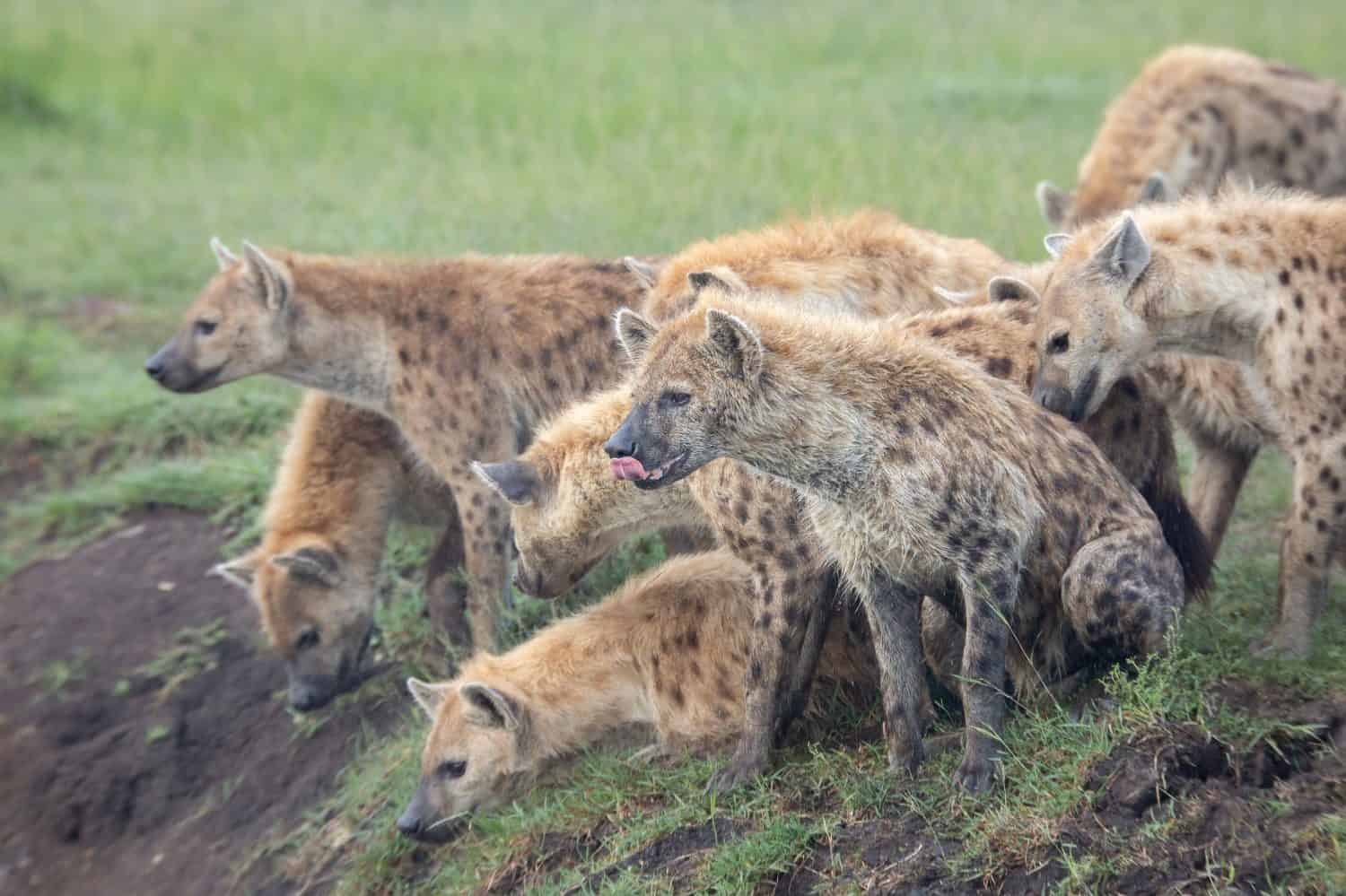 Hyenas Band Together To Swipe an Impala From a Pythons Grip