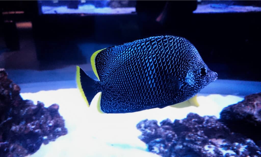 The 6 Most Expensive Saltwater Fish You Can Buy in 2024