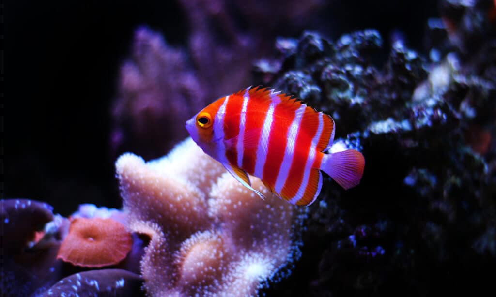 The 6 Most Expensive Saltwater Fish You Can Buy in 2024