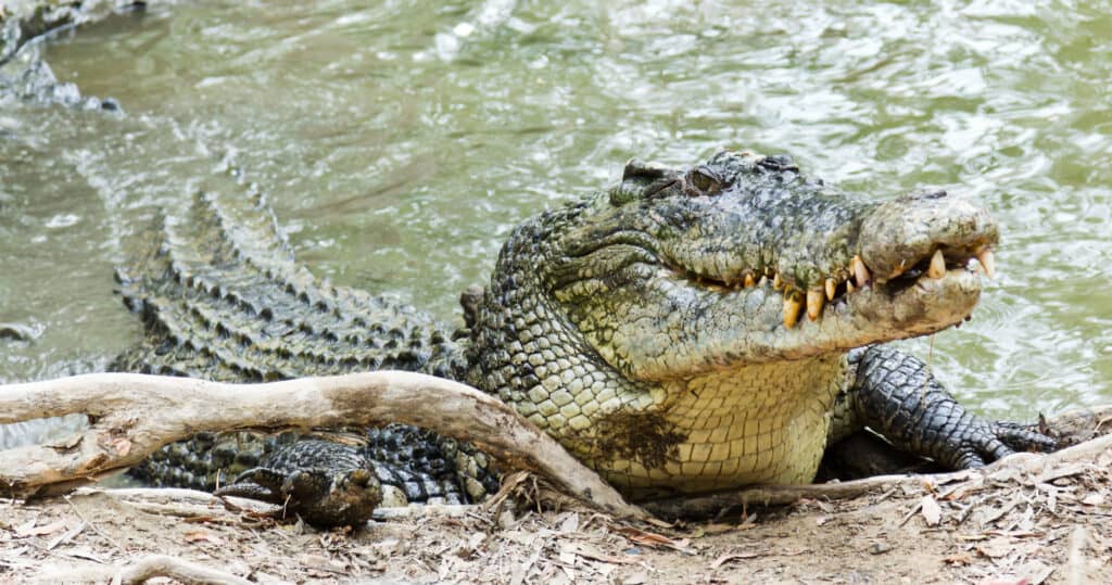 This Saltwater Crocodile Is The Master of Disguise... And Will Haunt Your Dreams