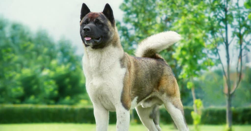 Male vs Female Akita: 6 Key Differences