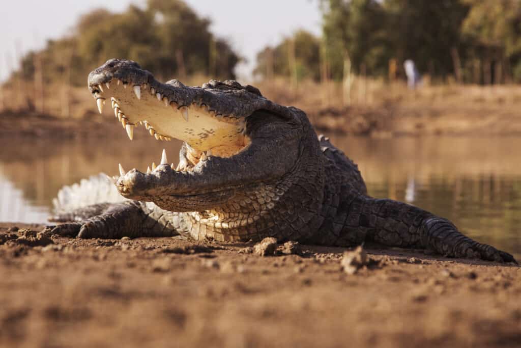 Unlucky Zebra Trapped by Crocodiles Gets Chomped On the Head