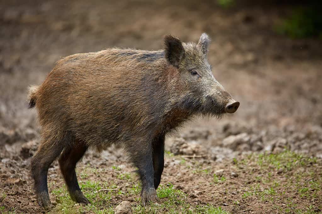 The Largest Wild Hog Ever Caught in Hawaii