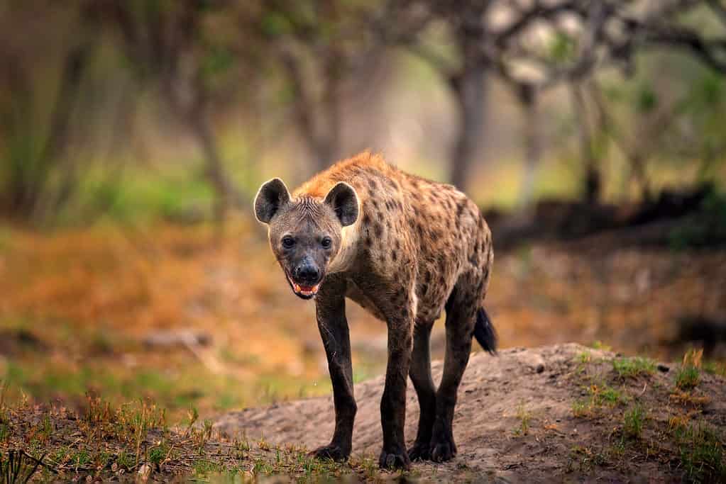 Hyenas Band Together To Swipe an Impala From a Pythons Grip