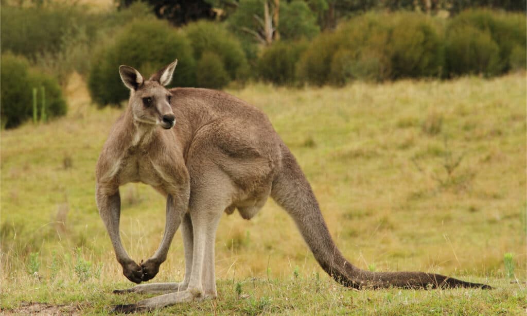 Are Kangaroos Smart? Everything We Know About Their Intelligence