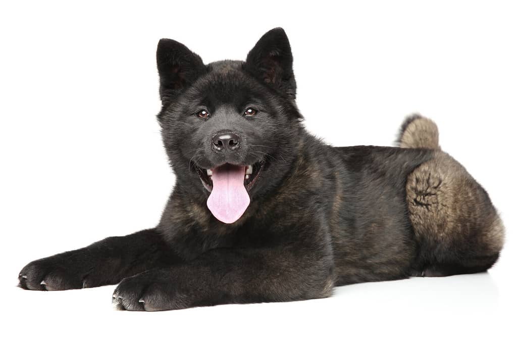 Male vs Female Akita: 6 Key Differences