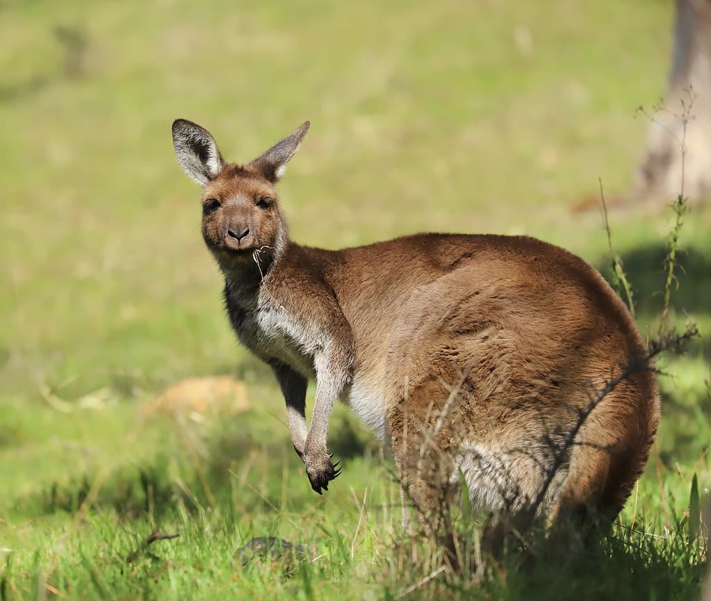 Are Kangaroos Smart? Everything We Know About Their Intelligence