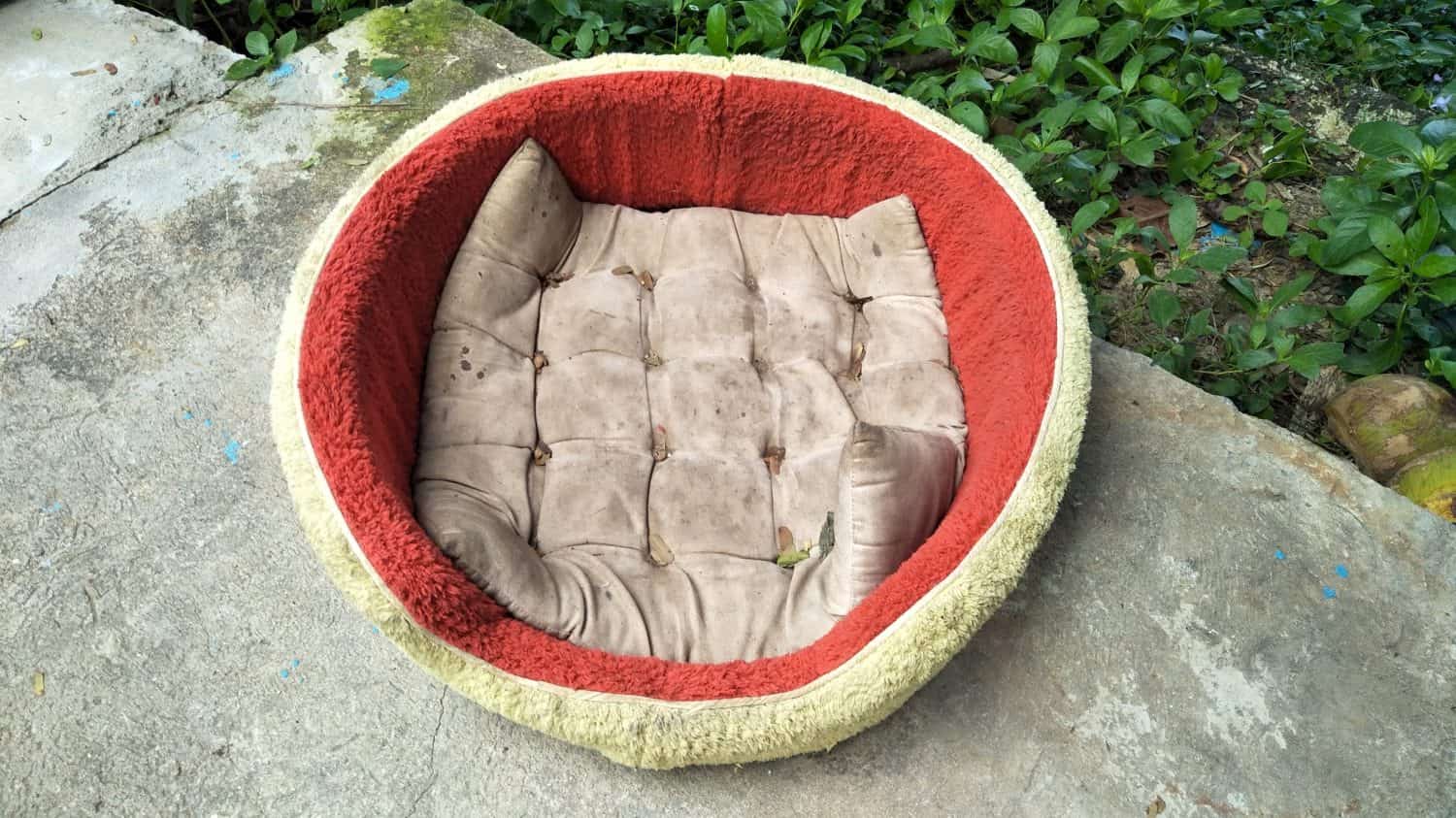 6 Simple Steps to Take to Properly Wash and Clean a Dog Bed