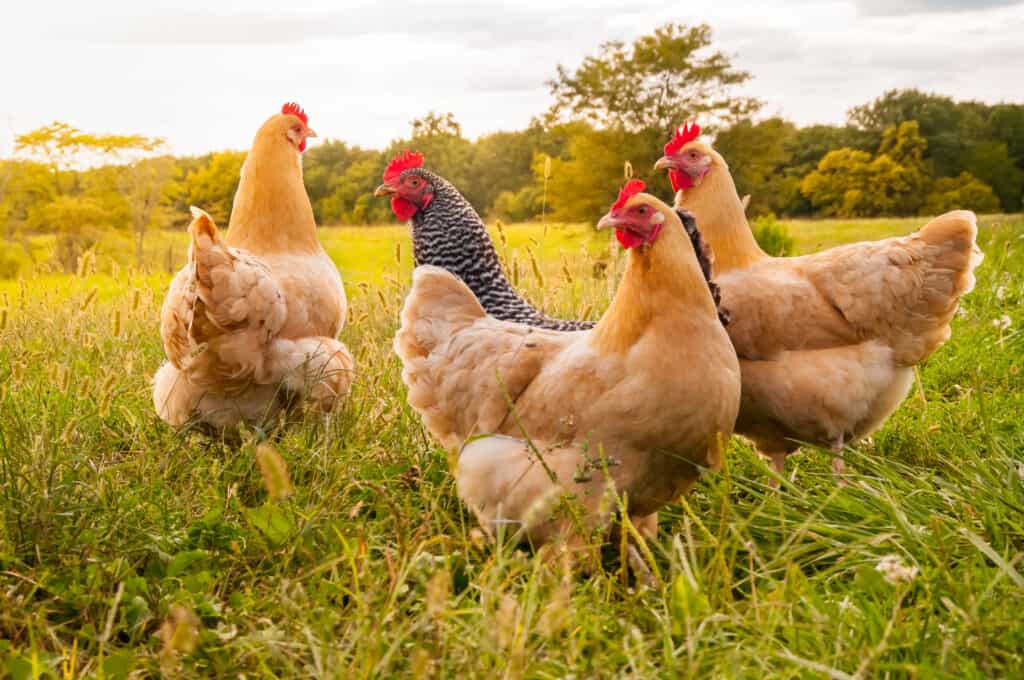 Can Chickens Eat Nuts?