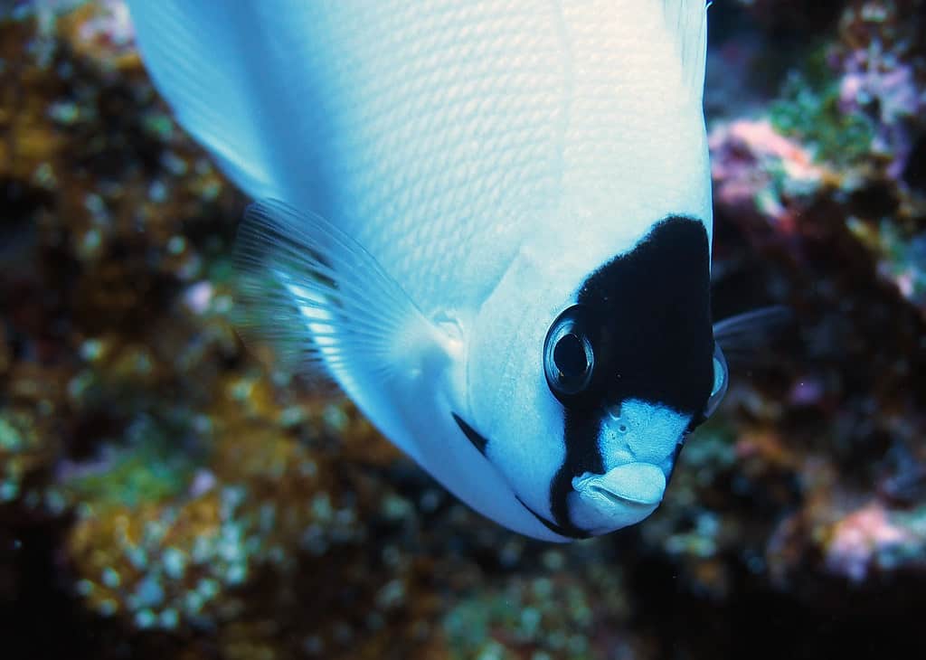 The 6 Most Expensive Saltwater Fish You Can Buy in 2024