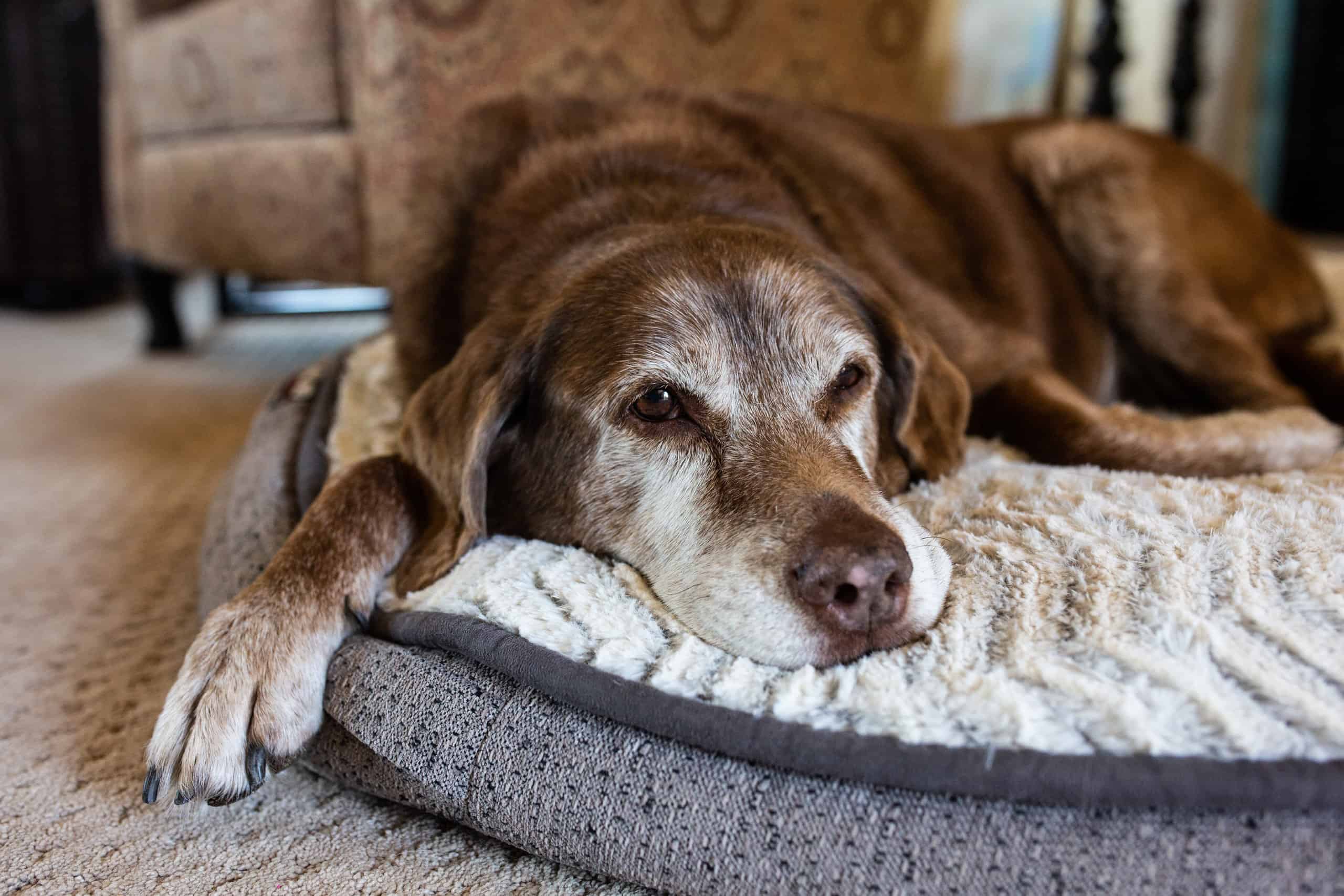 6 Simple Steps to Take to Properly Wash and Clean a Dog Bed