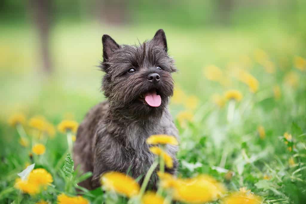 Cairn Terrier Lifespan: Average Life Expectancy and More!