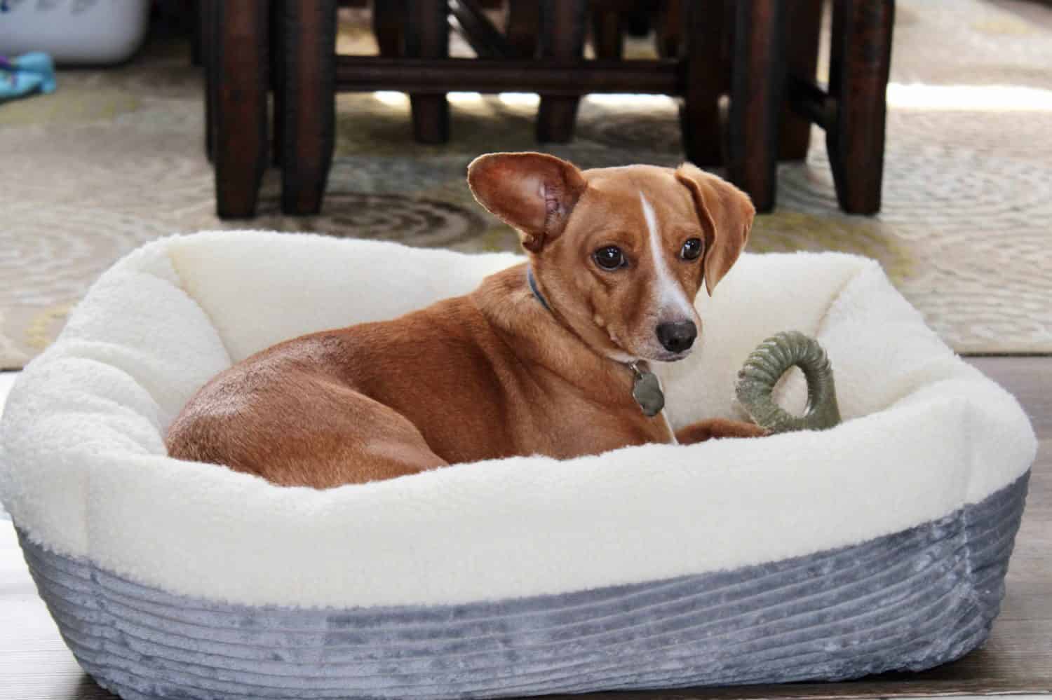 6 Simple Steps to Take to Properly Wash and Clean a Dog Bed