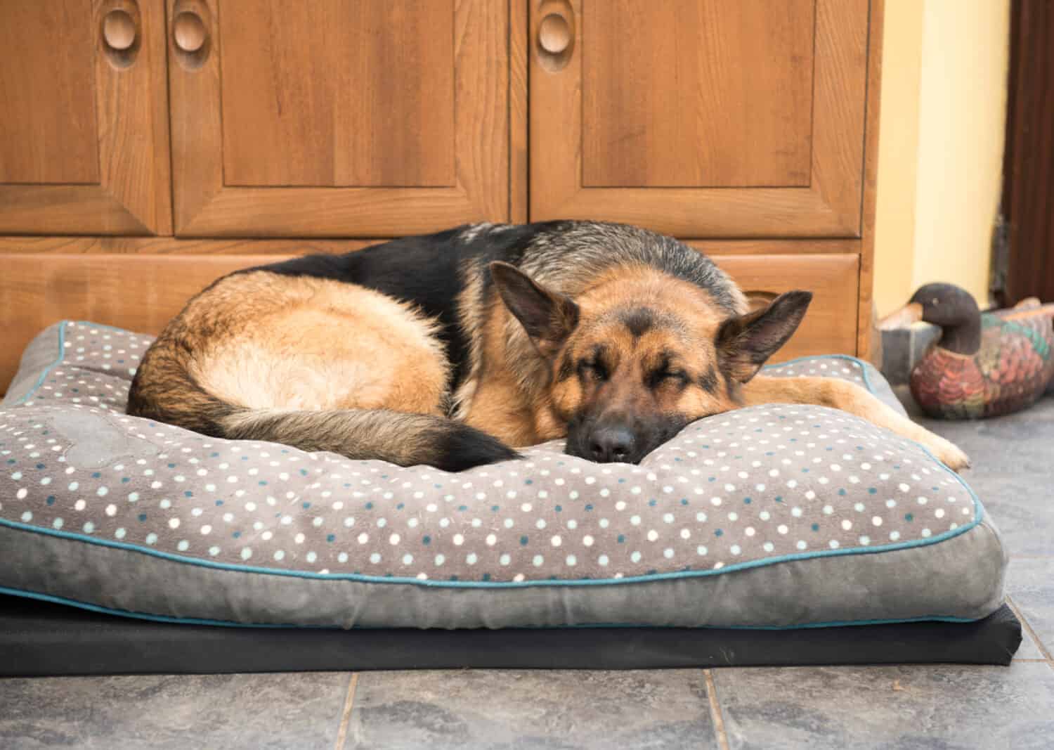 6 Simple Steps to Take to Properly Wash and Clean a Dog Bed