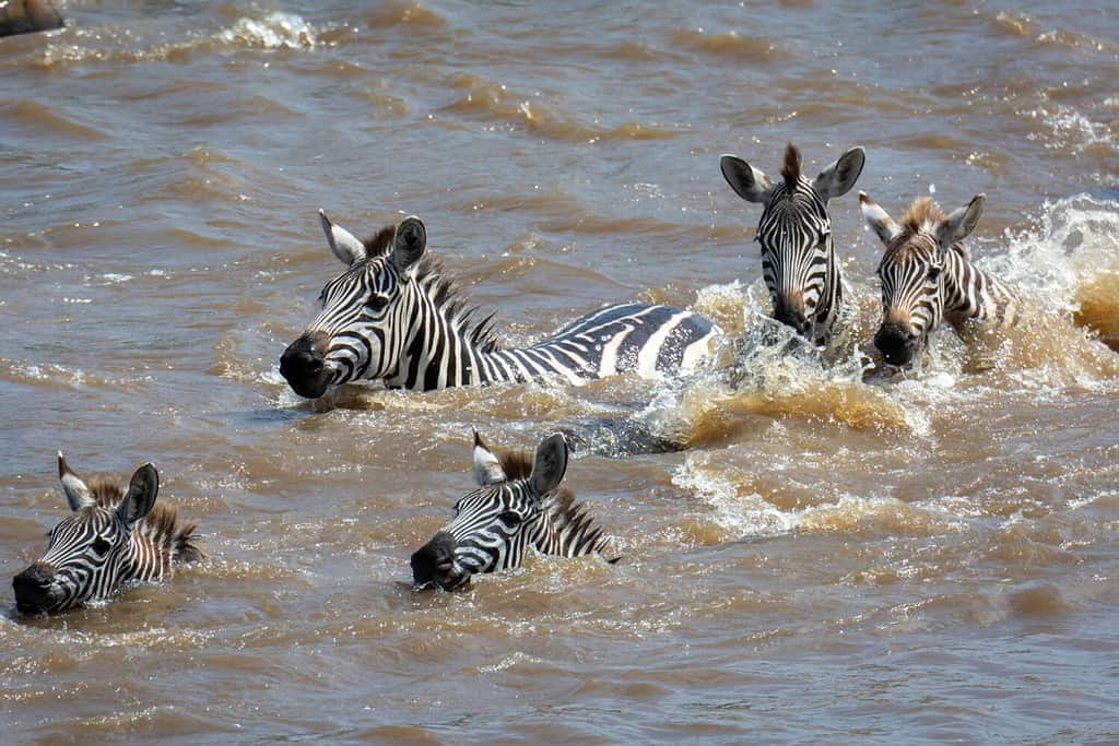 Unlucky Zebra Trapped by Crocodiles Gets Chomped On the Head