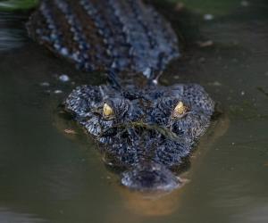 This Saltwater Crocodile Is The Master of Disguise... And Will Haunt Your Dreams